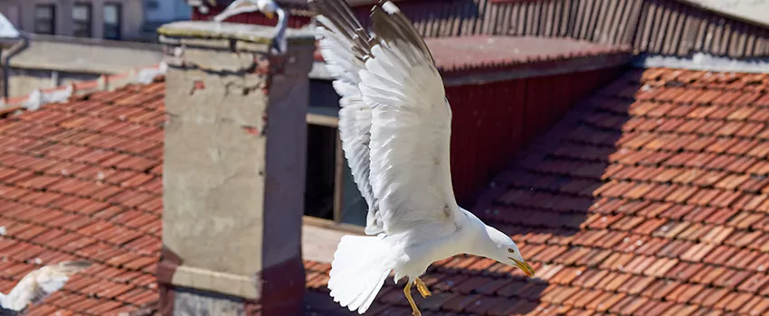 Residential Chimney Animal Removal Solution in Lake Butler, FL