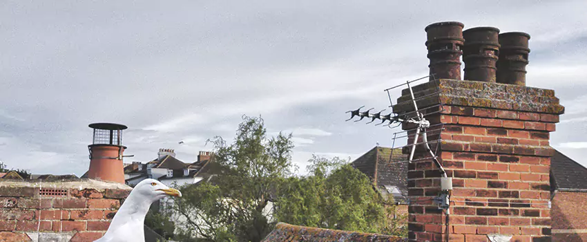 Chimney Cleaning And Restoration in Lake Butler, Florida